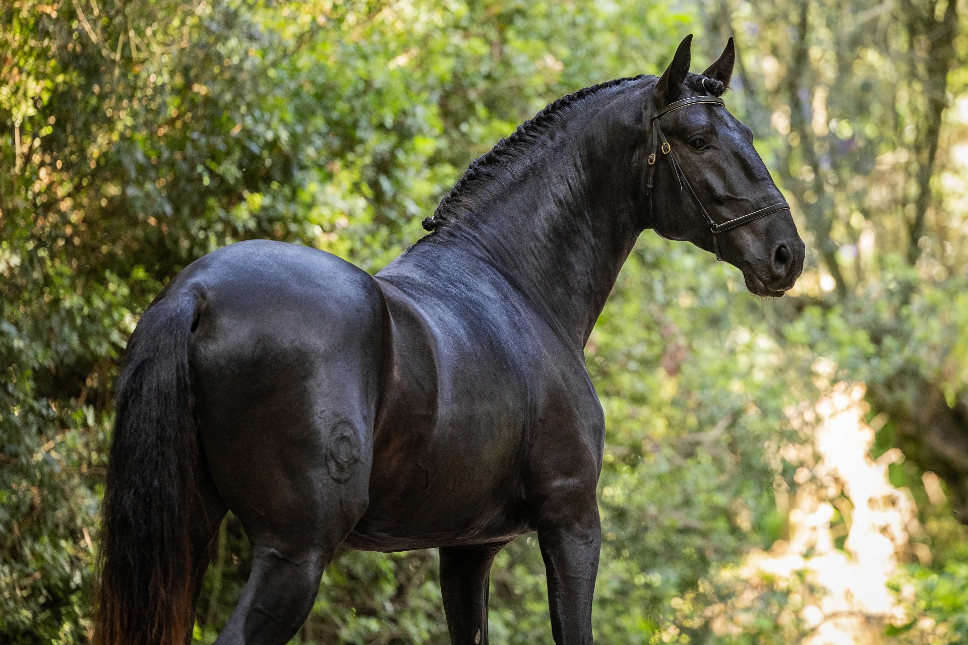 Black Iberian stallion standing in dappled woodland light