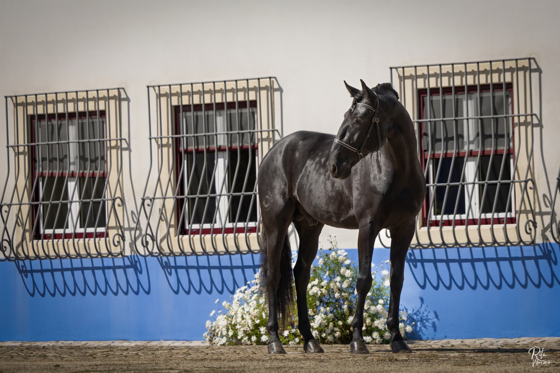 Black Iberian horse standing in a traditional European stable courtyard